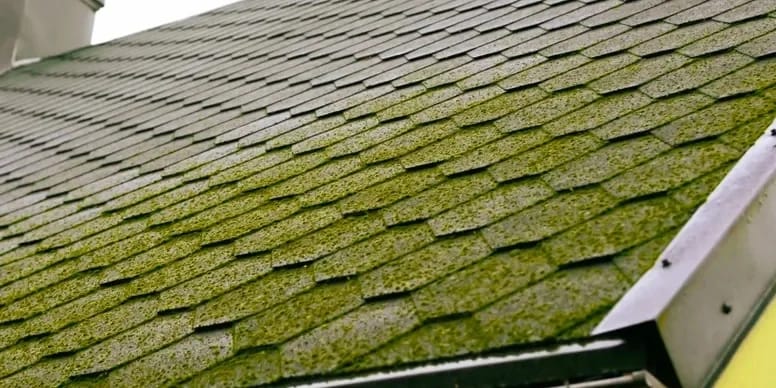 Roof Washing